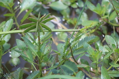 Neptunia oleracea