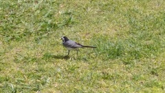 Motacilla alba