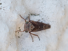 Acericerus vittifrons