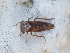 Acericerus vittifrons