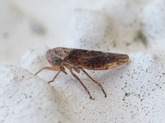 Acericerus vittifrons