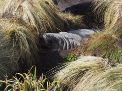 Poa litorosa
