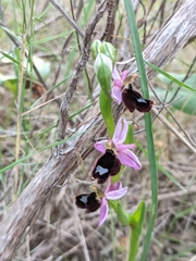 Ophrys bertolonii balearica