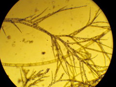 Feldmannia mitchelliae