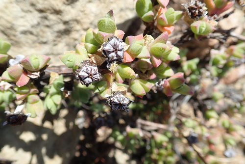 Image of Ruschia putterillii by no rights reserved