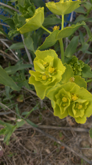 Euphorbia serrata