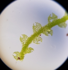 Fuscocephaloziopsis lunulifolia