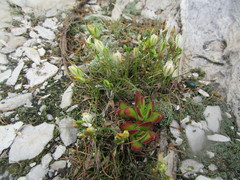 Ornithogalum schlechterianum