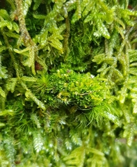 Fuscocephaloziopsis lunulifolia