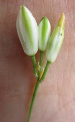 Ornithogalum schlechterianum
