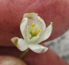 Ornithogalum schlechterianum