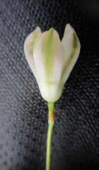 Ornithogalum schlechterianum