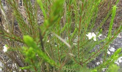Lachnaea diosmoides