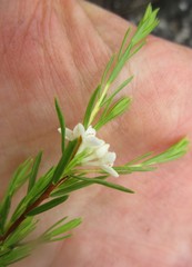 Lachnaea diosmoides