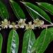 Casearia grandiflora - Photo (c) Mauricio Mercadante, algunos derechos reservados (CC BY-NC-SA)
