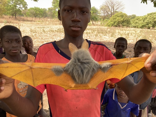 Yellow-winged Bat