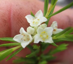 Lachnaea diosmoides