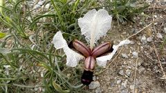 Iris paradoxa