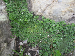 Lobelia ardisiandroides