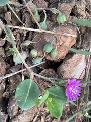 Corbichonia decumbens