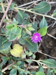 Corbichonia decumbens