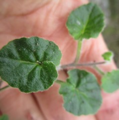 Lobelia ardisiandroides