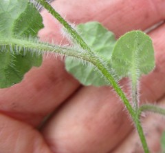 Lobelia ardisiandroides