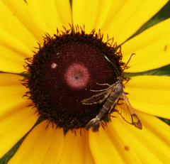 Sesiidae