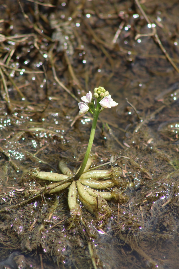 Utricularia inflexa Forssk.