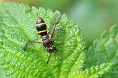 Parancistrocerus hongkongensis