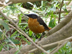 Cossypha albicapillus