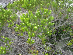 Phylica confusa