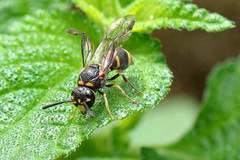 Parancistrocerus hongkongensis