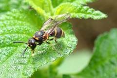 Parancistrocerus hongkongensis