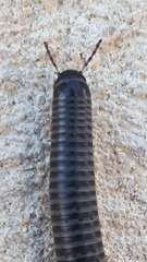 Ommatoiulus sabulosus aimatopodus