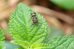 Parancistrocerus hongkongensis