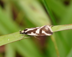 Epithymema incomposita