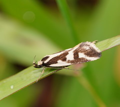 Epithymema incomposita
