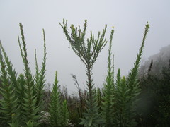 Osteospermum corymbosum