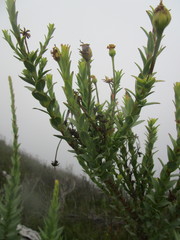 Osteospermum corymbosum