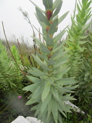 Osteospermum corymbosum