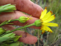 Osteospermum corymbosum