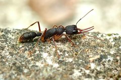 Harpegnathos venator