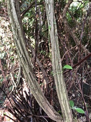 Clematis crassifolia