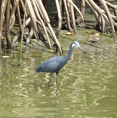 Egretta gularis