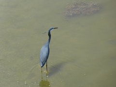 Egretta gularis