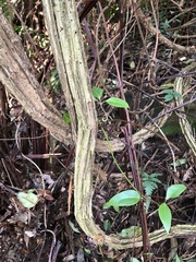 Clematis crassifolia