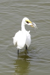 Ardea alba