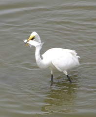 Ardea alba