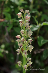 Orchis galilaea